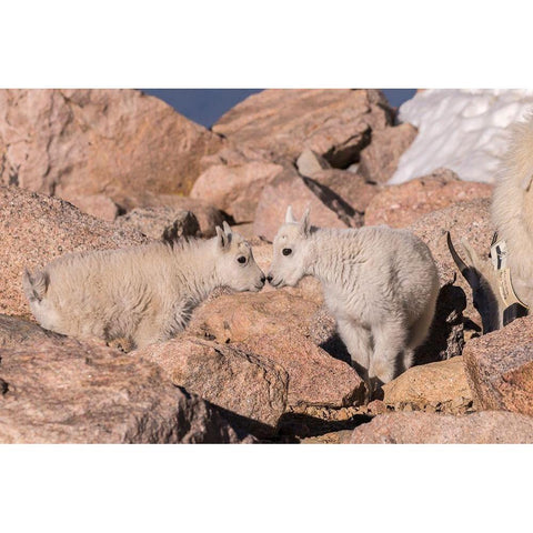 Colorado-Mt Evans Mountain goat kids greeting  Black Modern Wood Framed Art Print by Jaynes Gallery