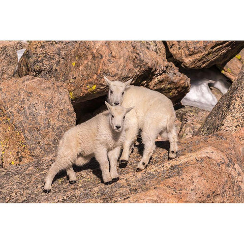 Colorado-Mt Evans Young mountain goats on rocks  Black Modern Wood Framed Art Print by Jaynes Gallery