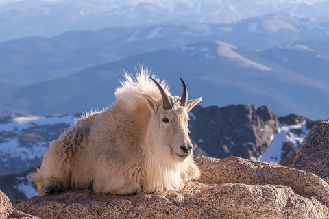Colorado-Mt Evans Mountain goat on rocky overlook  Black Ornate Wood Framed Art Print with Double Matting by Jaynes Gallery