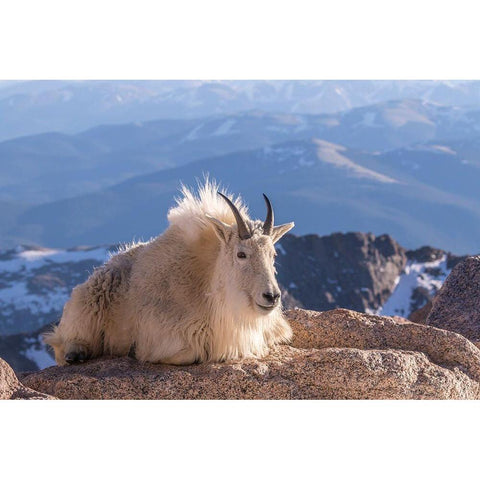 Colorado-Mt Evans Mountain goat on rocky overlook  Black Modern Wood Framed Art Print by Jaynes Gallery