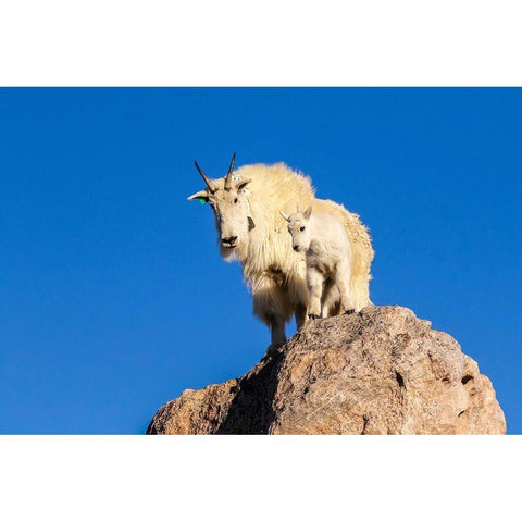 Colorado-Mt Evans Mountain goat nanny and kit atop rock  Black Modern Wood Framed Art Print with Double Matting by Jaynes Gallery
