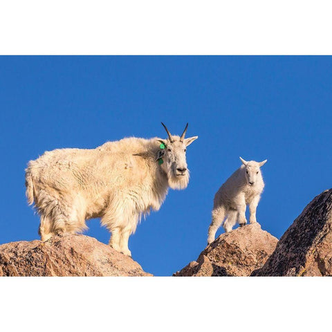 Colorado-Mt Evans Mountain goat nanny and kid atop rock  Gold Ornate Wood Framed Art Print with Double Matting by Jaynes Gallery