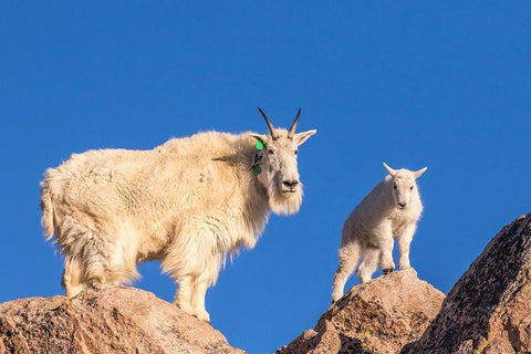 Colorado-Mt Evans Mountain goat nanny and kid atop rock  Black Ornate Wood Framed Art Print with Double Matting by Jaynes Gallery