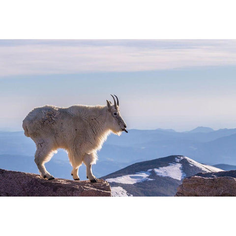 Colorado-Mt Evans Mountain goat sticking out its tongue atop rock  Black Modern Wood Framed Art Print by Jaynes Gallery