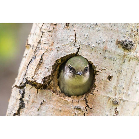 Colorado-Rock Mountain National Park Violet-green swallow at nest hole in tree  Black Modern Wood Framed Art Print with Double Matting by Jaynes Gallery