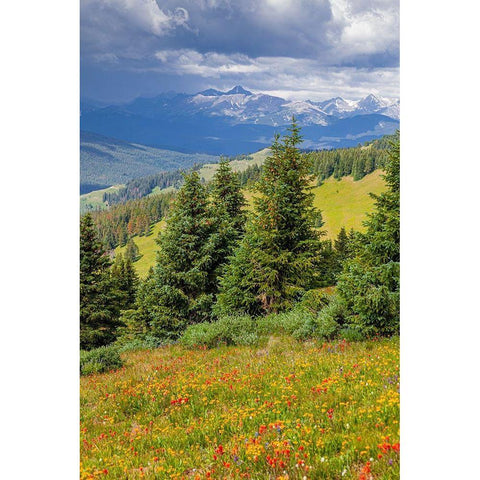 Colorado-Shrine Pass-Vail Flowery landscape in summer Black Modern Wood Framed Art Print by Jaynes Gallery
