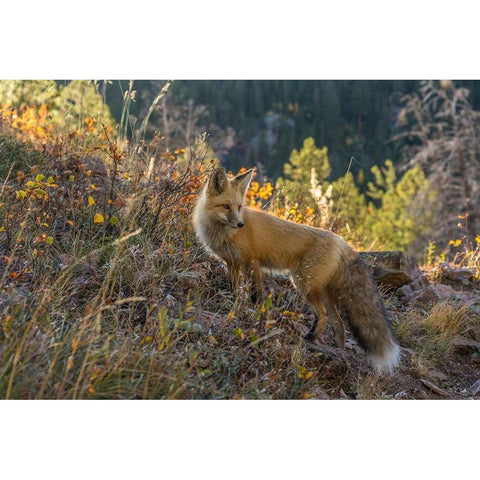 Colorado-Gunnison National Forest Red fox and scenic  Black Modern Wood Framed Art Print by Jaynes Gallery