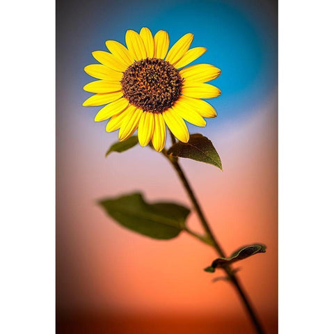 Colorado-Fort Collins Wild sunflower close-up  Black Modern Wood Framed Art Print by Jaynes Gallery