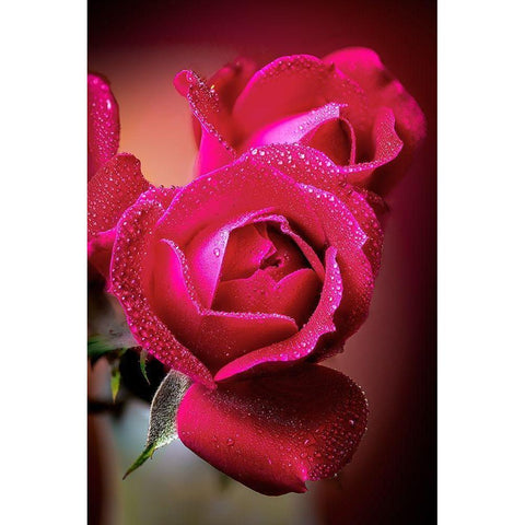 Colorado-Fort Collins Roses close-up  Black Modern Wood Framed Art Print by Jaynes Gallery