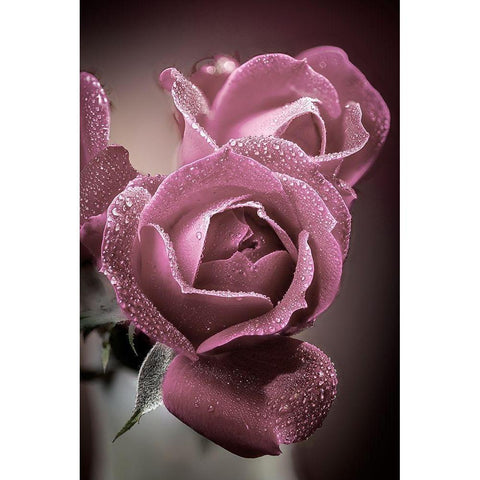 Colorado-Fort Collins Roses close-up  Black Modern Wood Framed Art Print with Double Matting by Jaynes Gallery