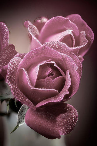 Colorado-Fort Collins Roses close-up  Black Ornate Wood Framed Art Print with Double Matting by Jaynes Gallery