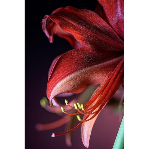 Colorado-Fort Collins Bogota amaryllis flower close-up  White Modern Wood Framed Art Print by Jaynes Gallery