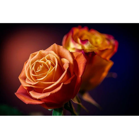 Colorado-Fort Collins Roses close-up  Black Modern Wood Framed Art Print by Jaynes Gallery