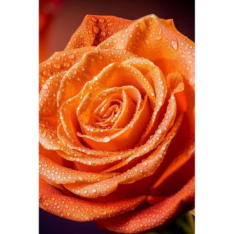 Colorado-Fort Collins Rose close-up  Black Modern Wood Framed Art Print with Double Matting by Jaynes Gallery