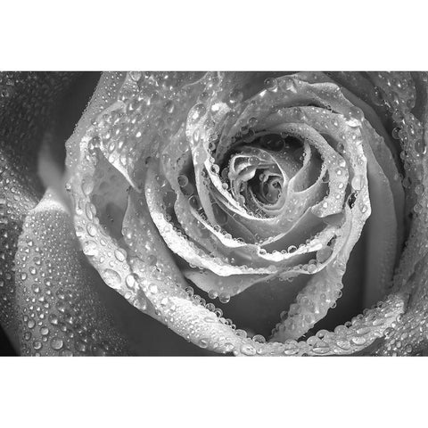 Colorado-Fort Collins Black and white of rose close-up  White Modern Wood Framed Art Print by Jaynes Gallery