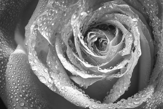 Image Only
