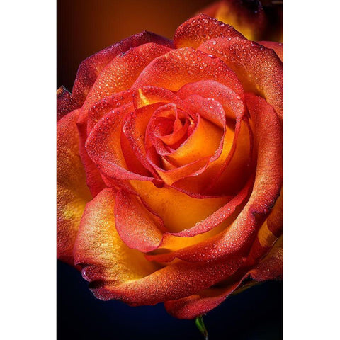 Colorado-Fort Collins Rose close-up  Gold Ornate Wood Framed Art Print with Double Matting by Jaynes Gallery