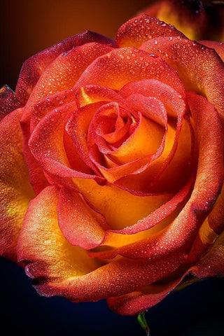 Colorado-Fort Collins Rose close-up  Black Ornate Wood Framed Art Print with Double Matting by Jaynes Gallery