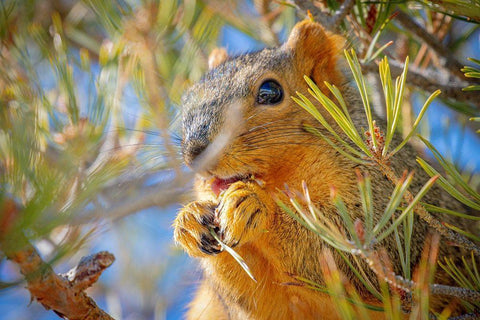 Colorado-Fort Collins Fox squirrel eating pine cone  Black Ornate Wood Framed Art Print with Double Matting by Jaynes Gallery