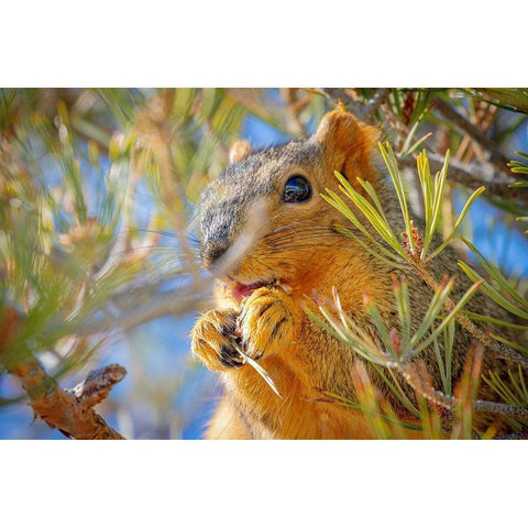 Colorado-Fort Collins Fox squirrel eating pine cone  Black Modern Wood Framed Art Print by Jaynes Gallery