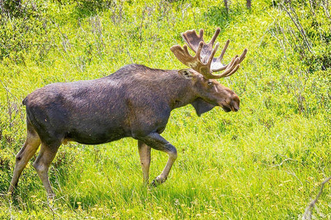 Colorado-Cameron Pass Bull moose in meadow  White Modern Wood Framed Art Print with Double Matting by Jaynes Gallery