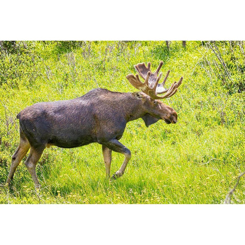 Colorado-Cameron Pass Bull moose in meadow  Black Modern Wood Framed Art Print by Jaynes Gallery