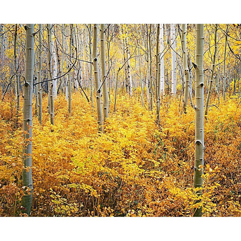 Colorado-Rocky Mountains Abstract of aspens and vegetation in autumn Black Modern Wood Framed Art Print by Jaynes Gallery