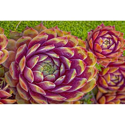 USA-Colorado-Fort Collins Hens and chicks succulent plant close-up Black Modern Wood Framed Art Print by Jaynes Gallery