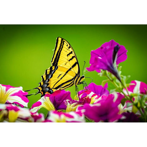 USA-Colorado-Fort Collins Eastern tiger swallowtail on petunia flowers Black Modern Wood Framed Art Print with Double Matting by Jaynes Gallery