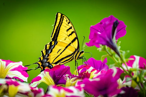 USA-Colorado-Fort Collins Eastern tiger swallowtail on petunia flowers Black Ornate Wood Framed Art Print with Double Matting by Jaynes Gallery