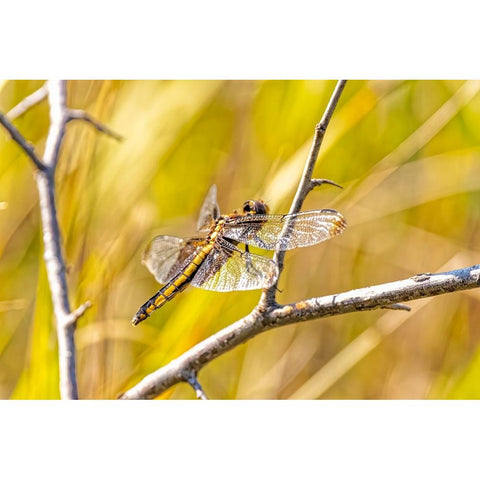 USA-Colorado-Boulder Dragonfly on stem Black Modern Wood Framed Art Print by Jaynes Gallery