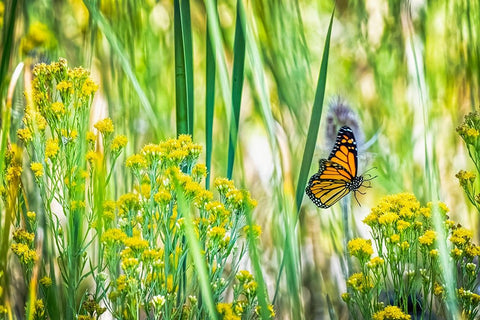 USA-Colorado-Boulder Monarch butterfly in flight among flowers Black Ornate Wood Framed Art Print with Double Matting by Jaynes Gallery