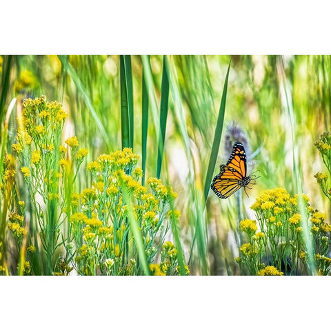 USA-Colorado-Boulder Monarch butterfly in flight among flowers Black Modern Wood Framed Art Print with Double Matting by Jaynes Gallery
