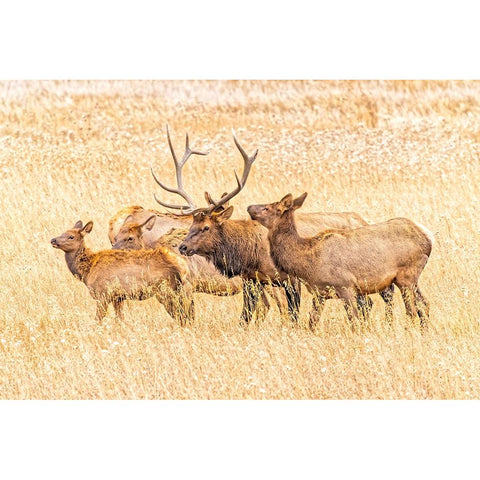 USA-Colorado-Rocky Mountain National Park North American elk male and females in mating season Black Modern Wood Framed Art Print by Jaynes Gallery