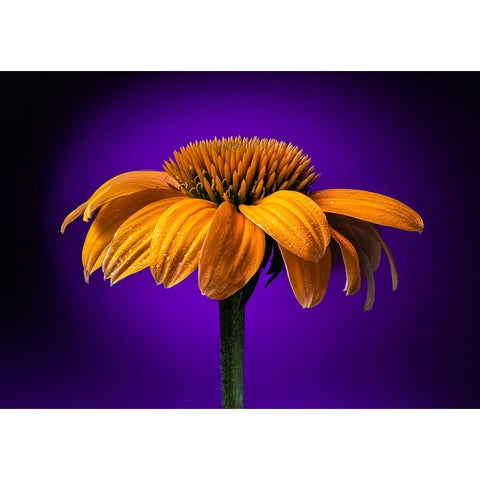USA-Colorado-Fort Collins Coneflower close-up White Modern Wood Framed Art Print by Jaynes Gallery