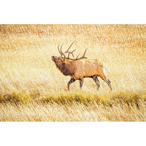 USA-Colorado-Rocky Mountain National Park North American elk male bugling in mating season White Modern Wood Framed Art Print by Jaynes Gallery