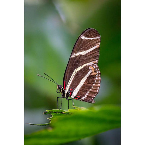 USA-Colorado-Fort Collins Zebra longwing butterfly close-up Black Modern Wood Framed Art Print by Jaynes Gallery