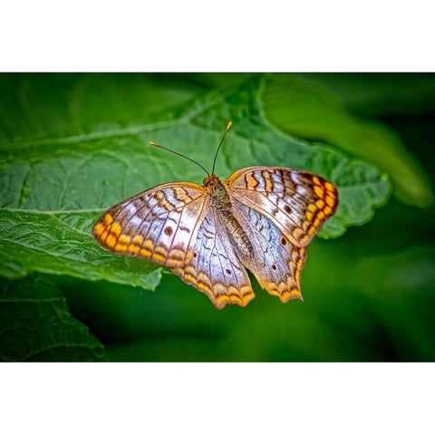 USA-Colorado-Fort Collins White peacock butterfly close-up Black Modern Wood Framed Art Print by Jaynes Gallery