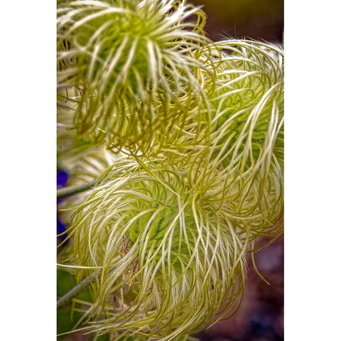 USA-Colorado-Fort Collins Clematis plant close-up Black Modern Wood Framed Art Print by Jaynes Gallery