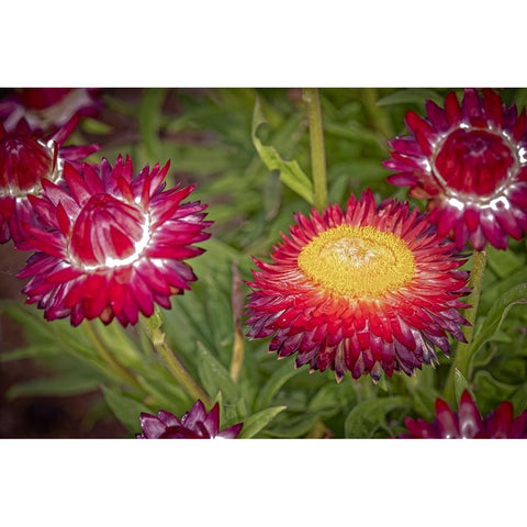 USA-Colorado-Fort Collins Red strawflowers close-up White Modern Wood Framed Art Print by Jaynes Gallery