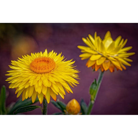 USA-Colorado-Fort Collins Yellow strawflowers close-up Black Modern Wood Framed Art Print by Jaynes Gallery