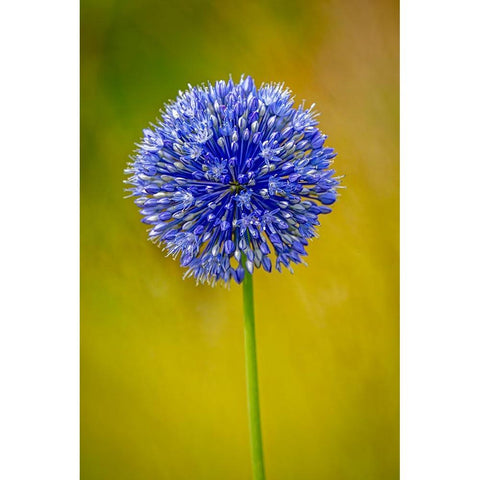 USA-Colorado-Fort Collins Blue allium flower close-up Black Modern Wood Framed Art Print by Jaynes Gallery