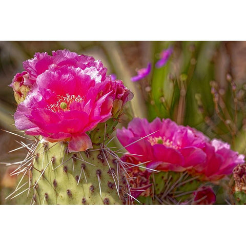 USA-Colorado-Fort Collins Prickly pear cactus flowers close-up Gold Ornate Wood Framed Art Print with Double Matting by Jaynes Gallery