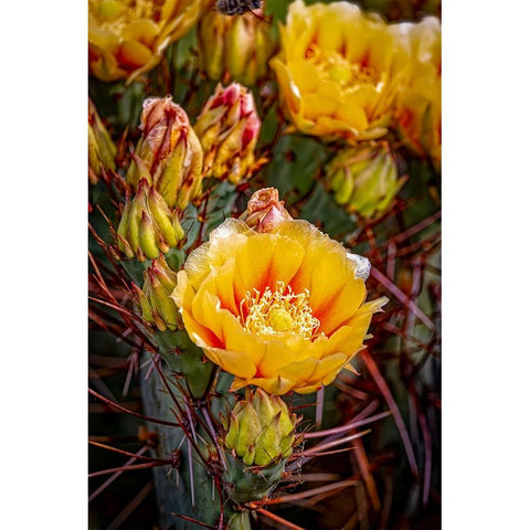 USA-Colorado-Fort Collins Prickly pear cactus flowers close-up Black Modern Wood Framed Art Print by Jaynes Gallery