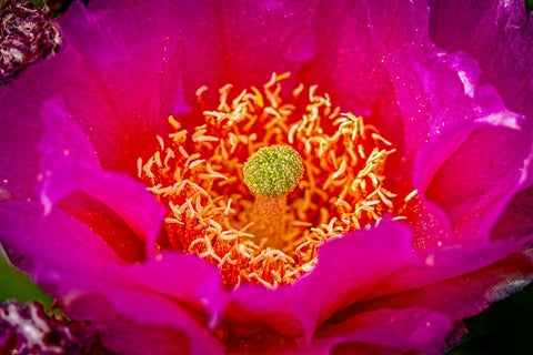 USA-Colorado-Fort Collins Prickly pear cactus flower close-up Black Ornate Wood Framed Art Print with Double Matting by Jaynes Gallery