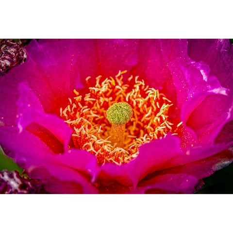 USA-Colorado-Fort Collins Prickly pear cactus flower close-up Black Modern Wood Framed Art Print by Jaynes Gallery