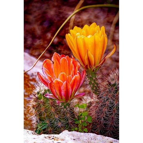 USA-Colorado-Fort Collins Prickly pear cactus flowers close-up Black Modern Wood Framed Art Print by Jaynes Gallery