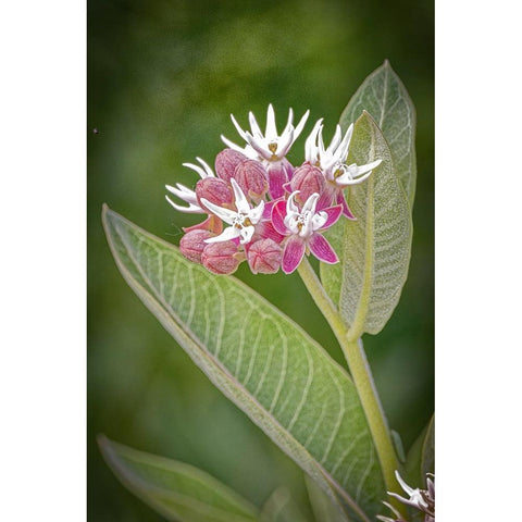 USA-Colorado-Fort Collins Showy milkweed flowers Black Modern Wood Framed Art Print with Double Matting by Jaynes Gallery
