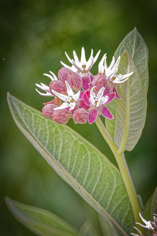 USA-Colorado-Fort Collins Showy milkweed flowers Black Ornate Wood Framed Art Print with Double Matting by Jaynes Gallery