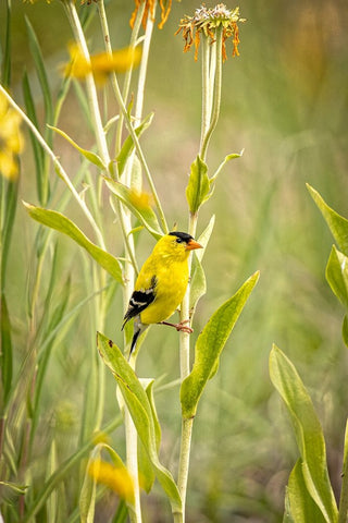 USA-Colorado-Fort Collins Male American goldfinch close-up White Modern Wood Framed Art Print with Double Matting by Jaynes Gallery
